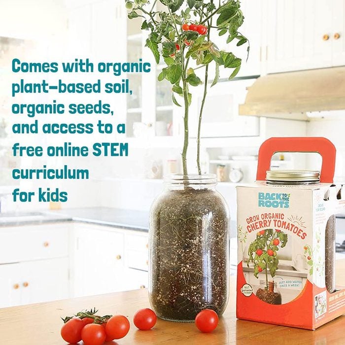 indoor tomato garden kit