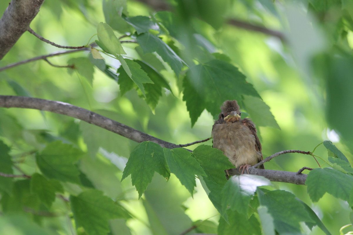 How Long Do Baby Birds Stay in the Nest? - Birds and Blooms
