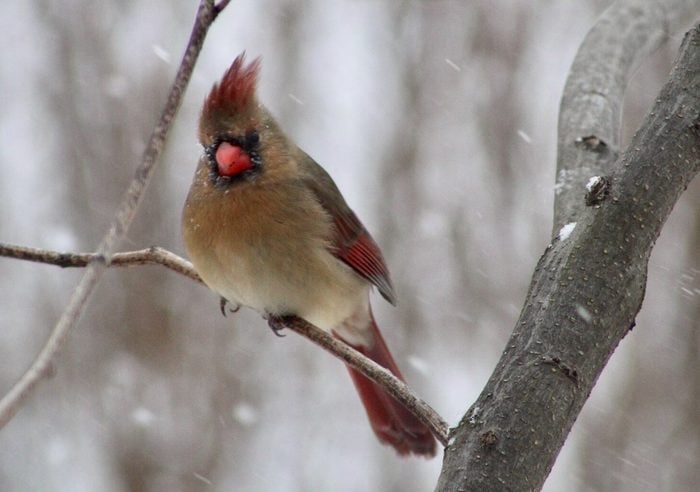 female cardinal in snow