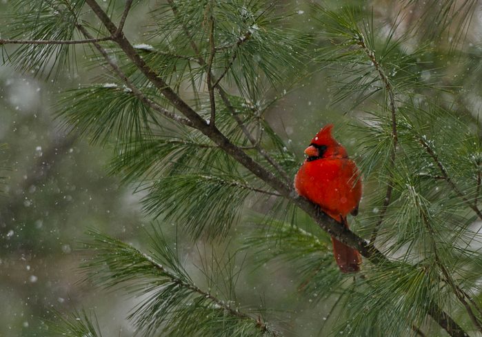 cardinal in pine tree