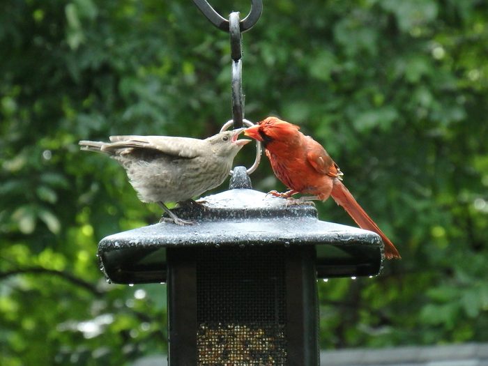 baby cardinal and male