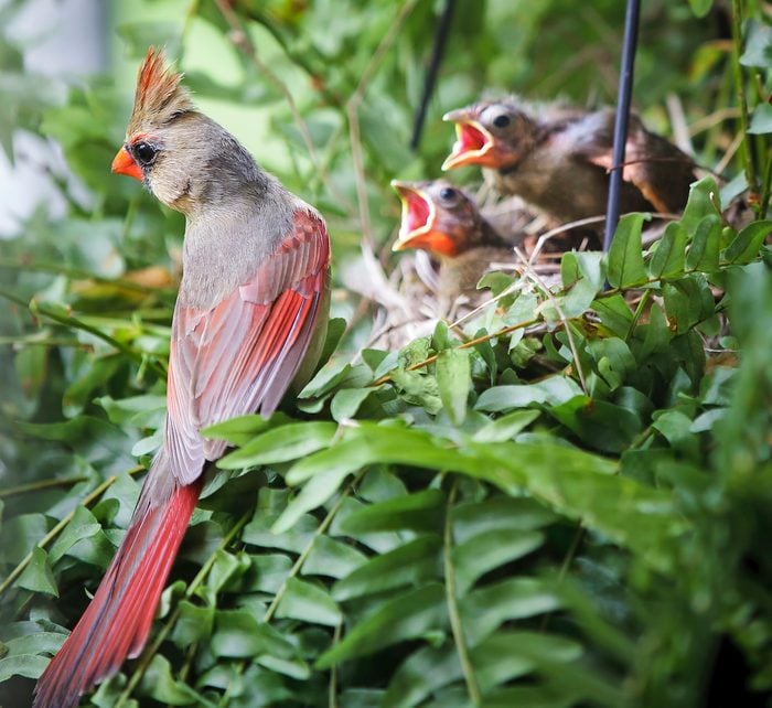 baby cardinals with female