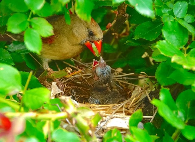 baby cardinals eating