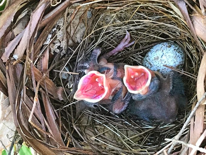 cardinal nest eggs and babies