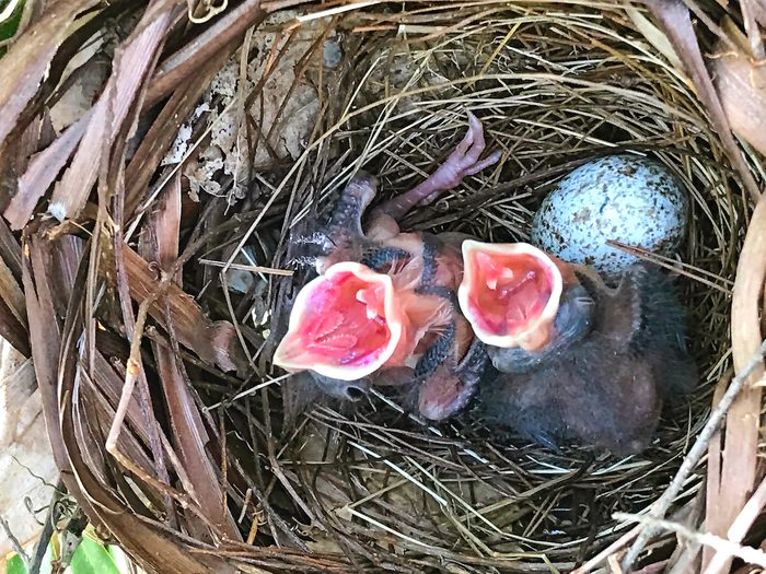 cardinal nest and babies