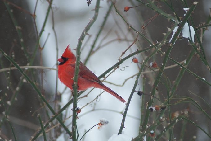 cardinals eat berries