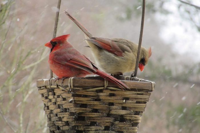 cardinals at feeder in snow