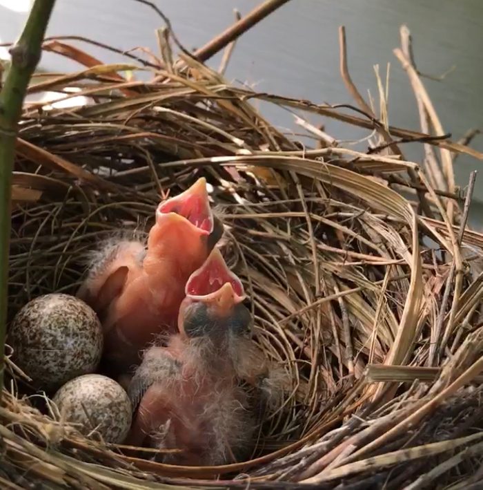 cardinal nest and eggs