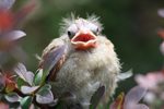 14 Cute and Heartwarming Baby Cardinal Photos