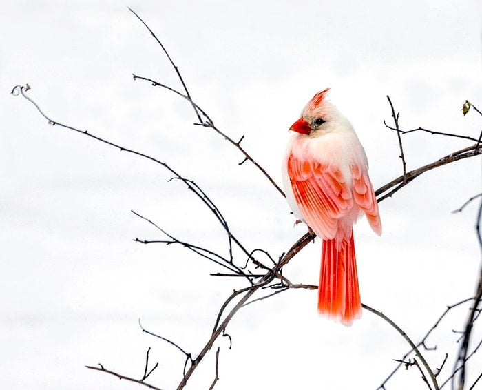 leucistic cardinal in snow