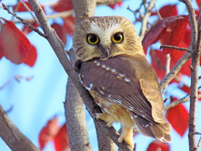 fun facts about owls