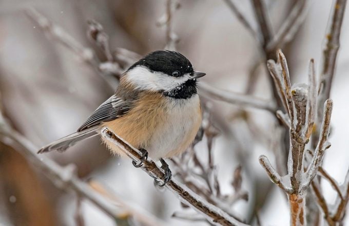 Black-capped chickadee on tree in snow