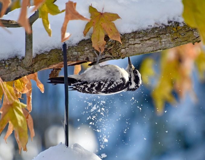 hairy woodpecker on tree in snow
