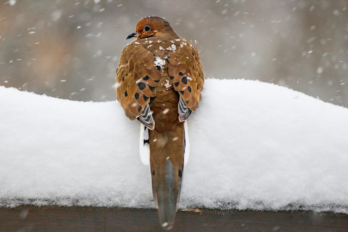 mourning dove in snow