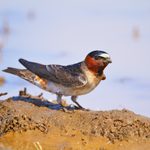 Cliff Swallow vs Barn Swallow: Spot the Differences