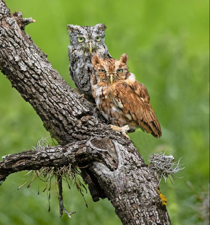 fun facts about owls, Eastern Screech Owl, Sibblings, One Gray And One Red Morph.* Captive Birds