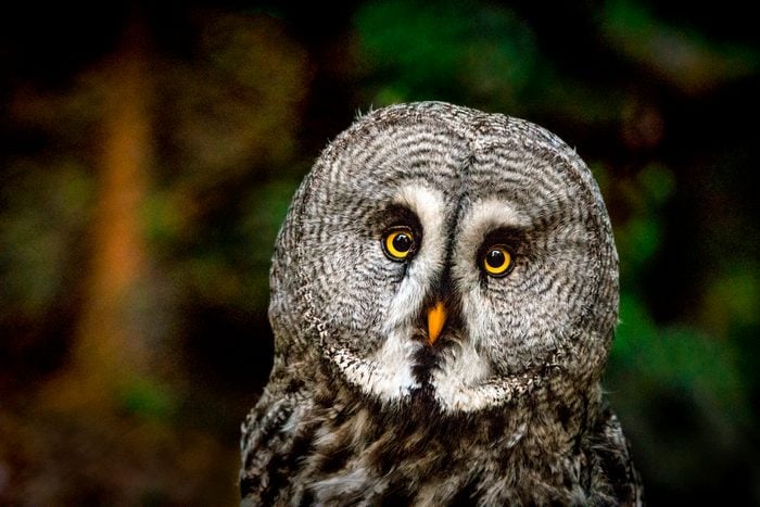 Close up of great gray owl on the edge of the forest at dusk