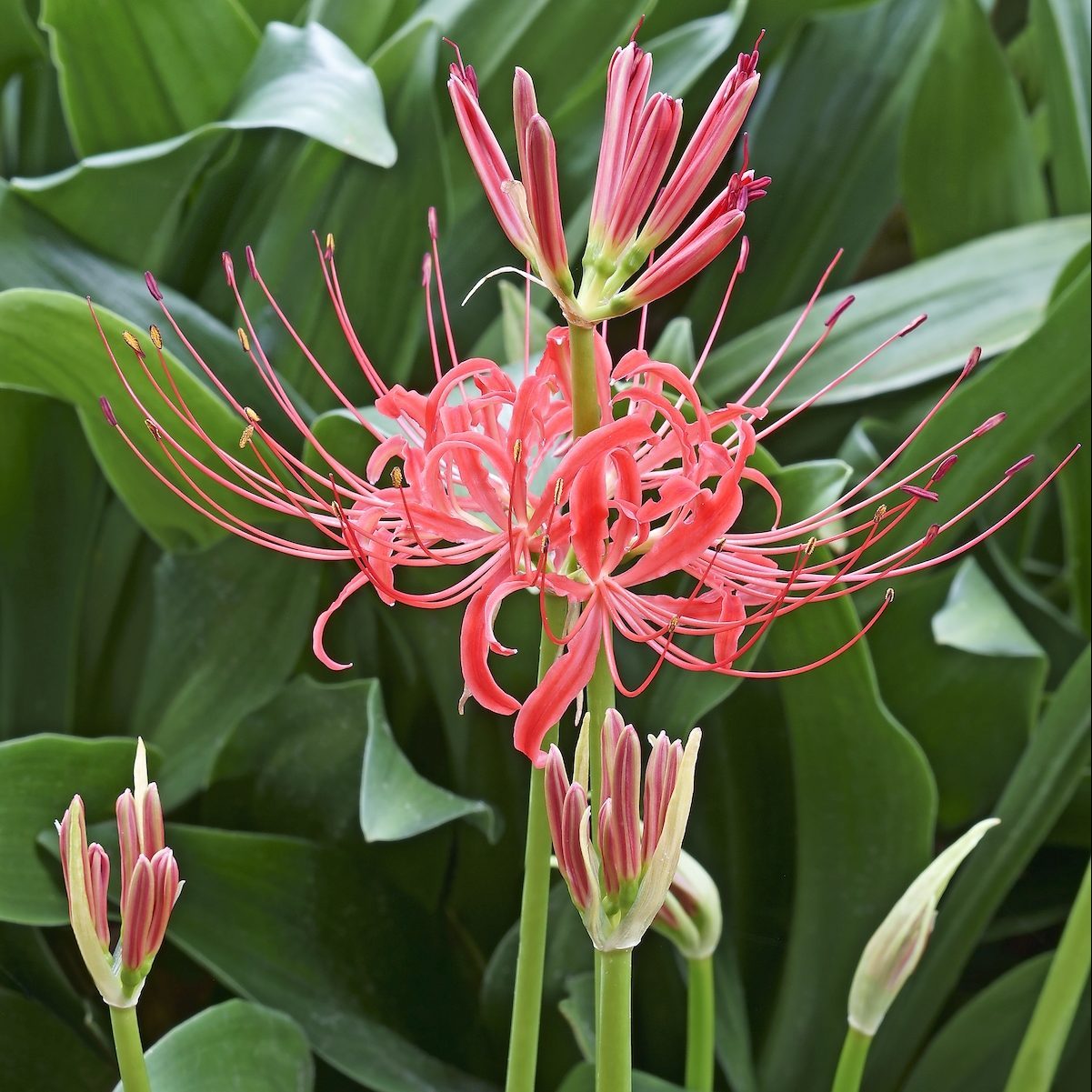 when does a red spider lily bulb bloom? - birds and blooms