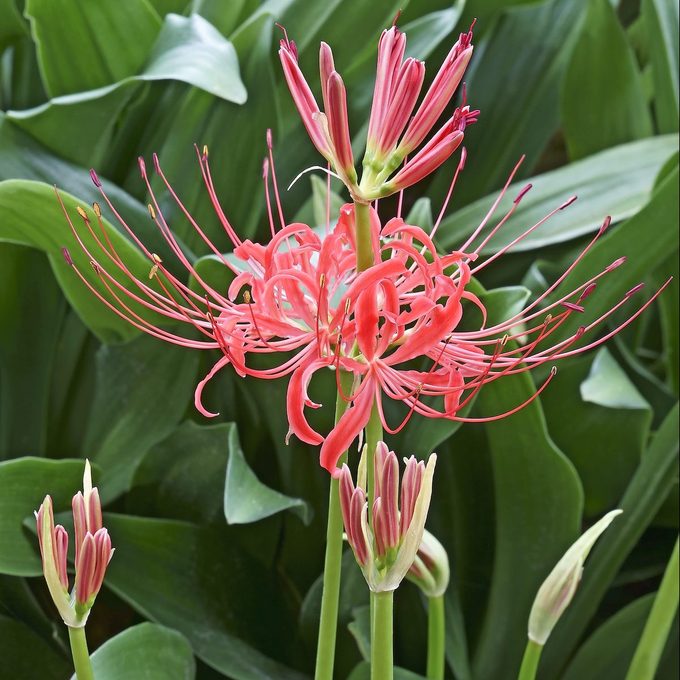 Close Up Image Of Red Spider Lily Flower