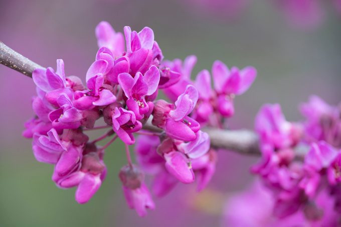 drought resistant trees, Western redbud tree (Cercis occidentalis) blooms in early spring, California, USA