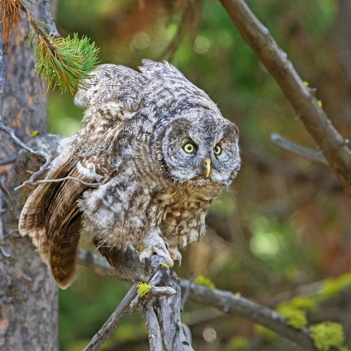 fun facts about owls, Great gray owl in defensive posture