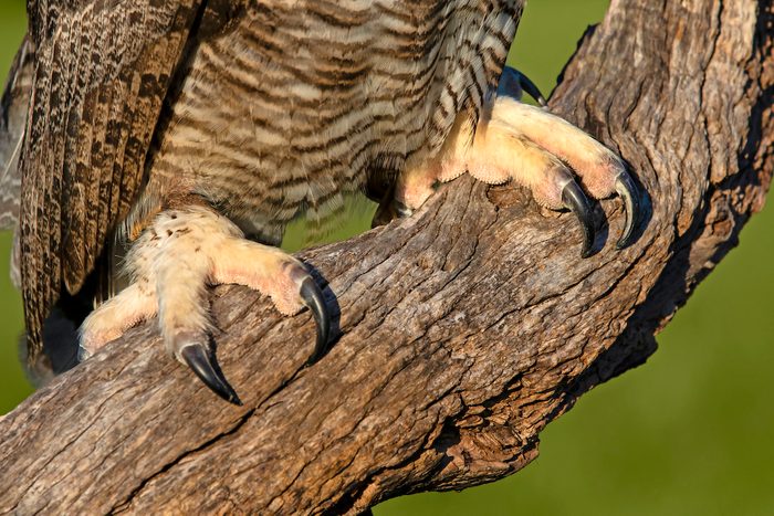 Great horned owl's toes