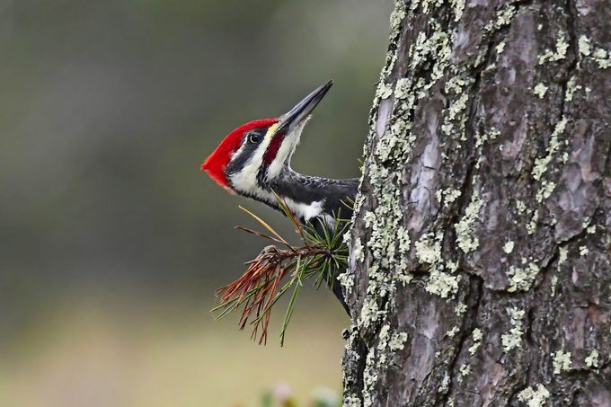 A male pileated woodpecker clinging to the side of a tree.
