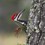 Meet the Large, Red Crowned Pileated Woodpecker