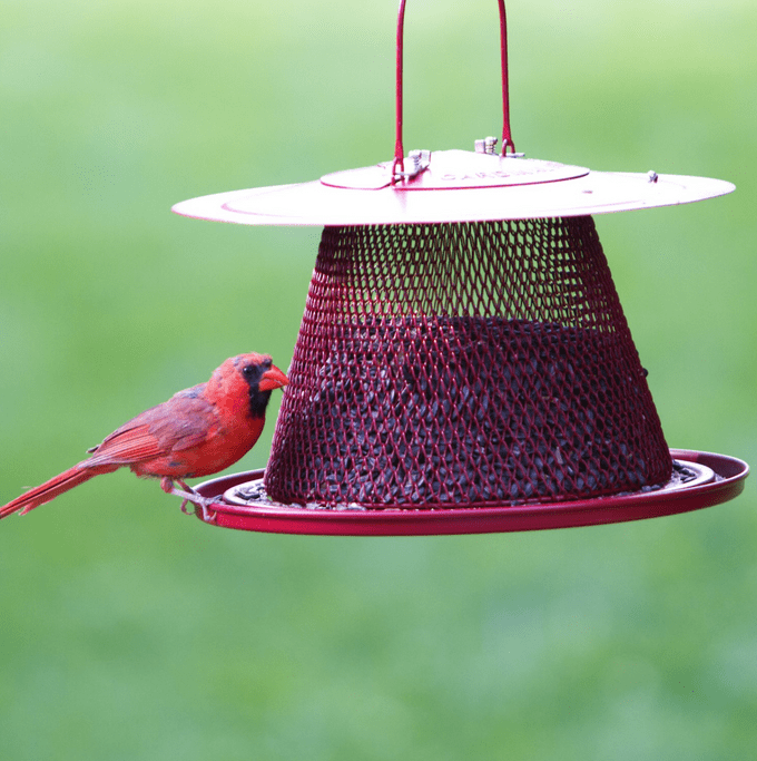 perky pet cardinal feeder