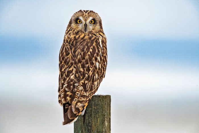 Short-eared owl, fun facts about owls
