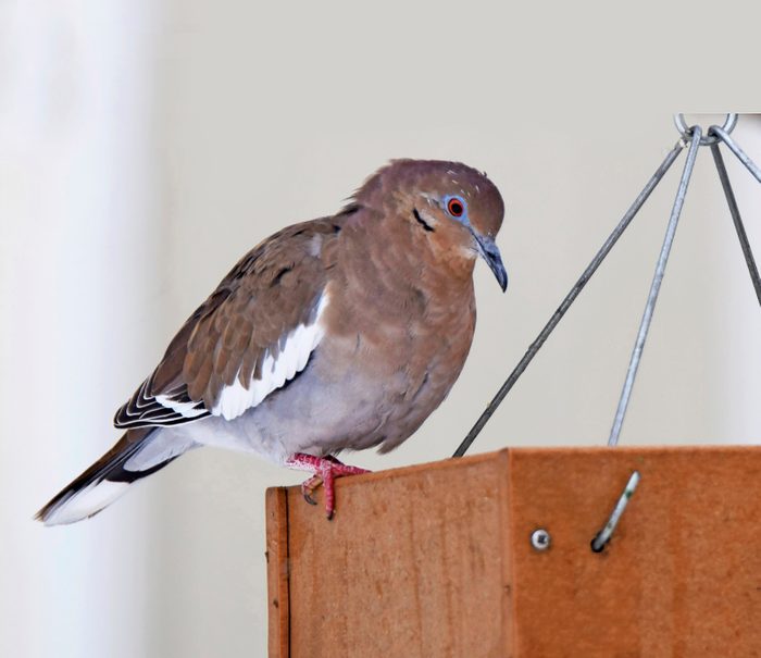 A white winged dove perching at a platform feeder.