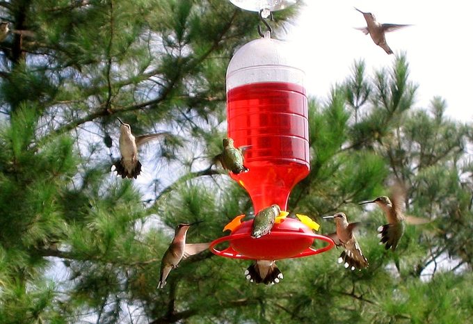 hummingbird feeder red dye