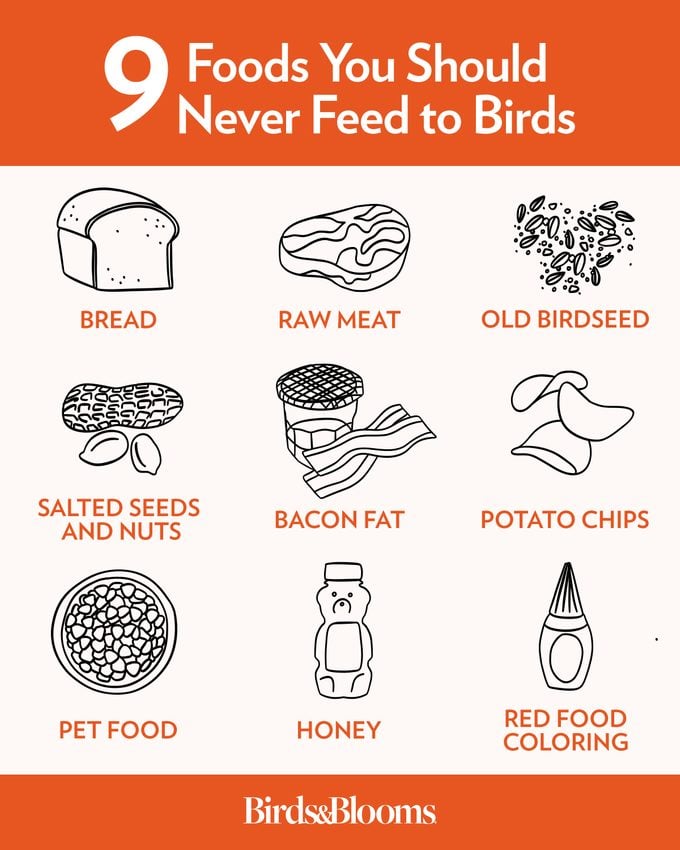 can birds eat bread, infographic outlining 9 Foods You Should Never Feed To Birds