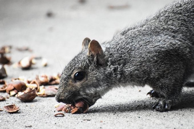 fun facts about squirrels