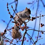 8 Nutty and Fun Facts About Squirrels