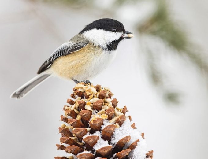 what to feed birds in winter, Black Capped Chickadee On Pine Cone With Seed And Peanut Butter