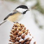 5 Foods You Should Feed Birds in Winter