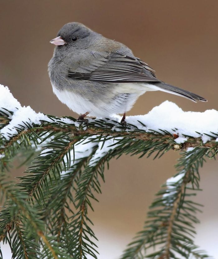  cómo atraer pájaros, Junco En Una Rama Cubierta de Nieve