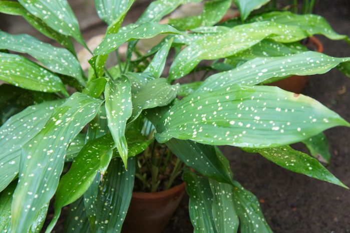 Aspidistra elatior or cast-iron-plant or bar room plant with spotted leaves in pot