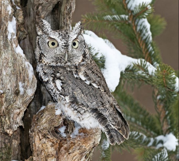 Eastern Screech Owl In Winter Forest