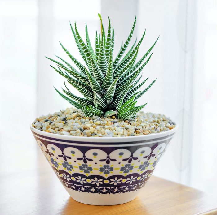pet friendly plants, Close Up Haworthia Fasciata "zebra Plant" In Ceramic Pot On Table