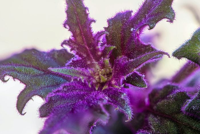 Purple velvet plant