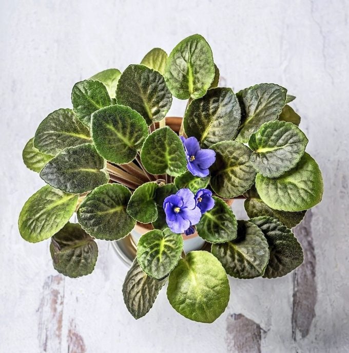 pet friendly plants, African Violet Flower In A Pot On White Background