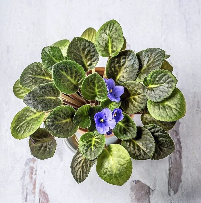 African Violet Flower In A Pot On White Background
