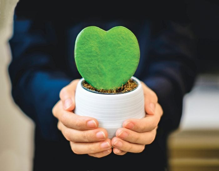 Close Up Of Hand Holding Heart Shaped Succulent Plant,hoya Kerrii Plant Pot