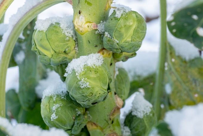 winter garden ideas, Brussels sprouts in winter on field covered snow