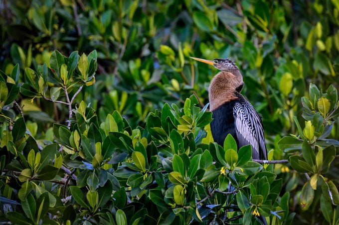 Male Anhinga perched in a mangrove tree at Ten Thousand Islands National Wildlife Refuge near Naples, Florida