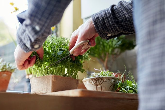 winter garden ideas, Harvesting microgreens using scissors at home for salad