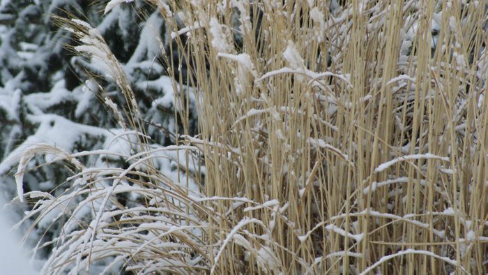 Snowy ornamental grass.