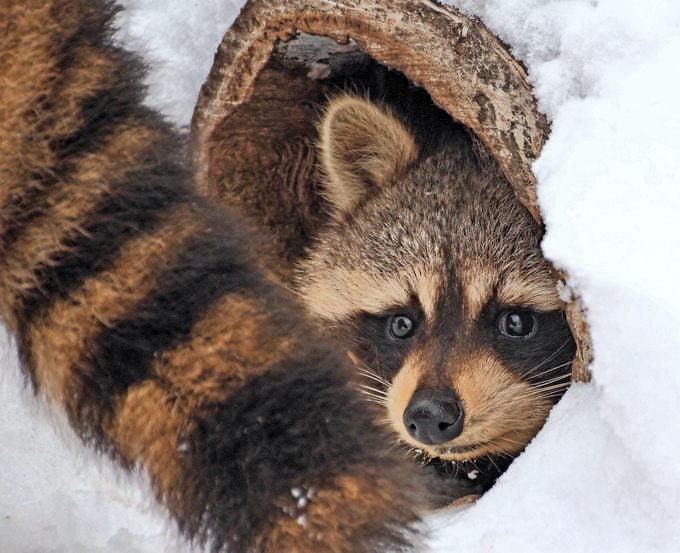 Raccoons leave their dens for food during winter.